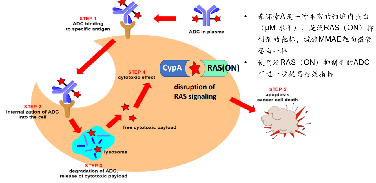 RAS inhibitor conjugated antibody (RASiCA<sup>TM</sup>)